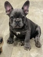 Scott , a male French Bulldog for sale in Smyrna, SC – Photo 2 of 9