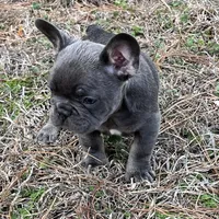 Scott , a male French Bulldog for sale in Smyrna, SC – Photo 7 of 10