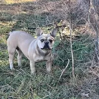 Scott , a male French Bulldog for sale in Smyrna, SC – Photo 6 of 10