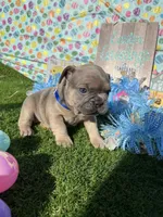 Jackson, a male French Bulldog for sale in Smyrna, SC – Photo 6 of 6