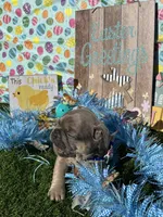 Jackson, a male French Bulldog for sale in Smyrna, SC – Photo 2 of 6