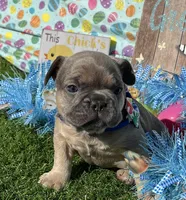 Jackson, a male French Bulldog for sale in Smyrna, SC – Photo 1 of 6