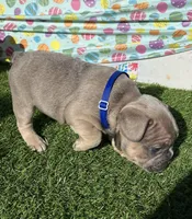 Jackson, a male French Bulldog for sale in Smyrna, SC – Photo 5 of 6