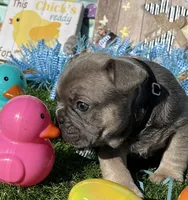 Isaac, a male French Bulldog for sale in Smyrna, SC – Photo 4 of 5