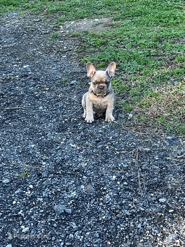 Isaac – French Bulldog puppy for sale in Smyrna, SC