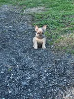 Isaac, a male French Bulldog for sale in Smyrna, SC – Photo 6 of 9