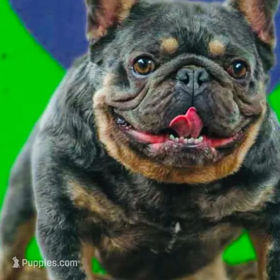 Isaac, a male French Bulldog for sale in Smyrna, SC – Photo 3 of 5