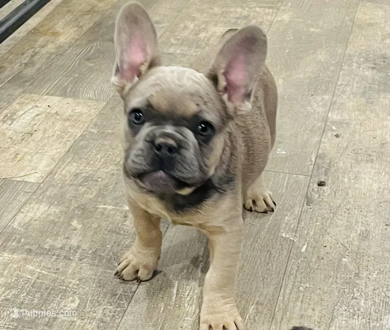 Isaac – French Bulldog puppy for sale in Smyrna, SC