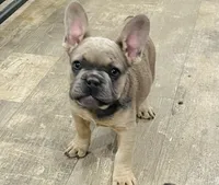 Isaac, a male French Bulldog for sale in Smyrna, SC – Photo 1 of 9