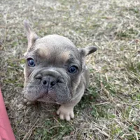 Isaac, a male French Bulldog for sale in Smyrna, SC – Photo 9 of 9