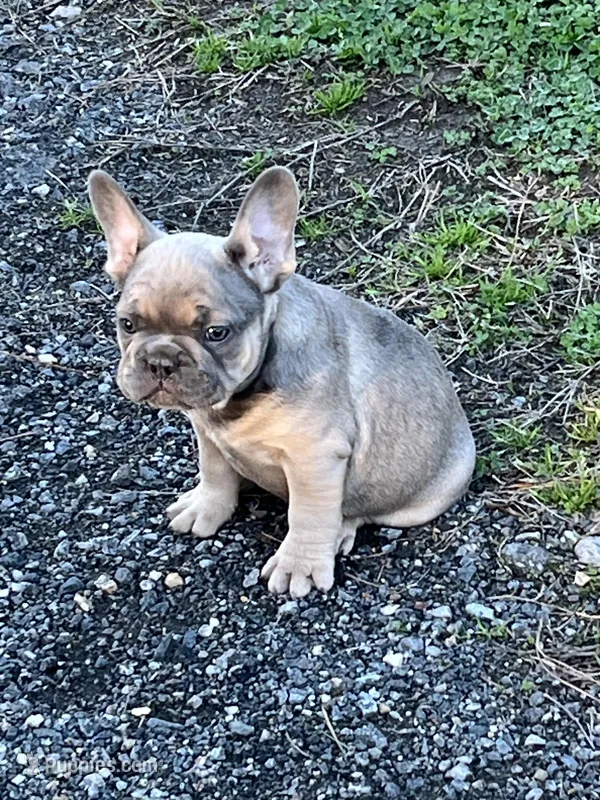 Isaac – French Bulldog puppy for sale in Smyrna, SC