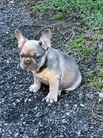 Isaac, a male French Bulldog for sale in Smyrna, SC – Photo 4 of 9
