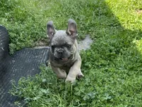 Isaac, a male French Bulldog for sale in Smyrna, SC – Photo 5 of 9