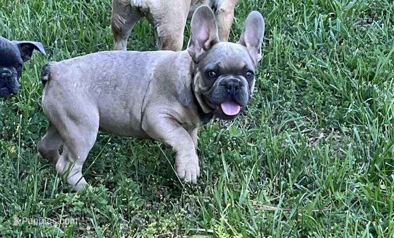 Isaac – French Bulldog puppy for sale in Smyrna, SC