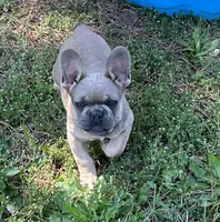Isaac, a male French Bulldog for sale in Smyrna, SC – Photo 2 of 9