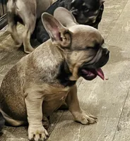 Isaac, a male French Bulldog for sale in Smyrna, SC – Photo 2 of 9