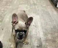 Isaac, a male French Bulldog for sale in Smyrna, SC – Photo 3 of 9