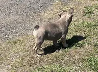 Isaac, a male French Bulldog for sale in Smyrna, SC – Photo 5 of 9