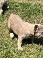 Jackson, a male French Bulldog for sale in Smyrna, SC – Photo 7 of 7