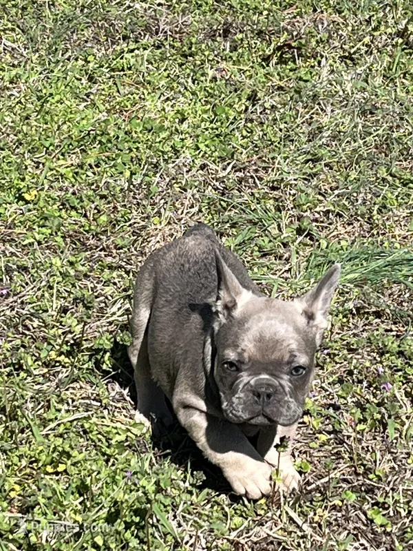 Jackson – French Bulldog puppy for sale in Smyrna, SC