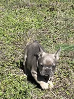 Jackson, a male French Bulldog for sale in Smyrna, SC – Photo 1 of 4