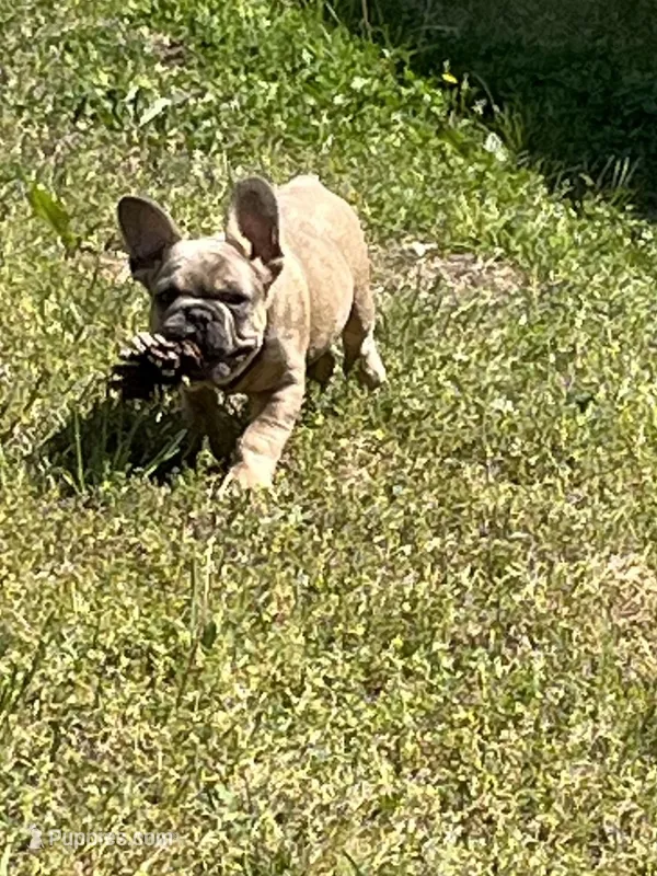 Jackson – French Bulldog puppy for sale in Smyrna, SC