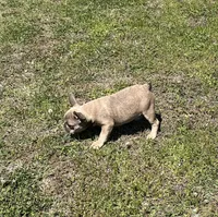 Jackson, a male French Bulldog for sale in Smyrna, SC – Photo 6 of 7