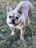 Jackson, a male French Bulldog for sale in Smyrna, SC – Photo 4 of 6