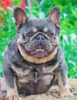 Jackson, a male French Bulldog for sale in Smyrna, SC – Photo 5 of 6