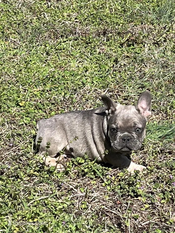 Jackson – French Bulldog puppy for sale in Smyrna, SC