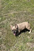 Jackson, a male French Bulldog for sale in Smyrna, SC – Photo 3 of 7