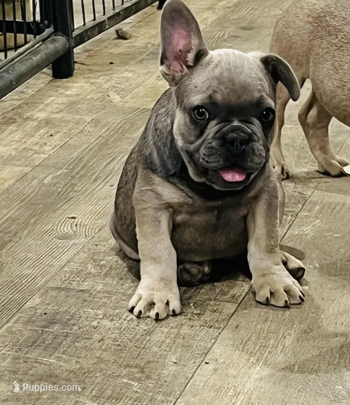 Jackson – French Bulldog puppy for sale in Smyrna, SC
