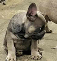 Jackson, a male French Bulldog for sale in Smyrna, SC – Photo 2 of 6