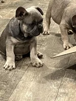 Jackson, a male French Bulldog for sale in Smyrna, SC – Photo 3 of 6