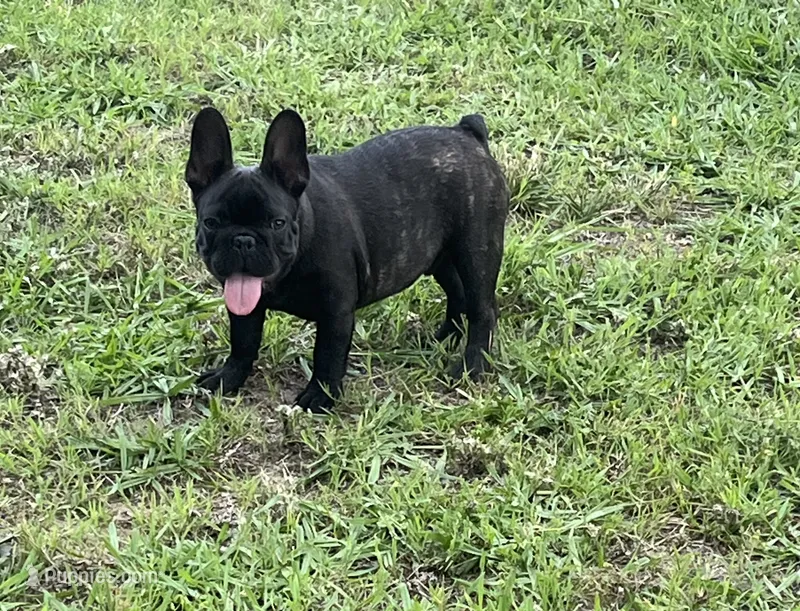 Sumo – French Bulldog puppy for sale in Smyrna, SC