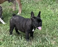 Sumo, a male French Bulldog for sale in Smyrna, SC – 2 of 7