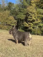 Phantom , a male French Bulldog for sale in Smyrna, SC – Photo 4 of 6