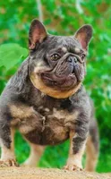 Phantom , a male French Bulldog for sale in Smyrna, SC – Photo 1 of 6