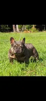 Smalls, a male French Bulldog for sale in Smyrna, SC – 4 of 7