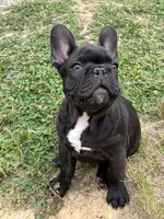 Sumo, a male French Bulldog for sale in Smyrna, SC – 7 of 7
