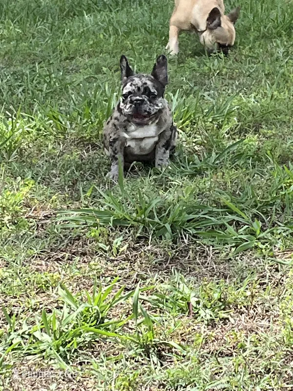 Dot – French Bulldog puppy for sale in Smyrna, SC