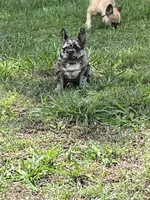 Dot, a female French Bulldog for sale in Smyrna, SC – 2 of 5