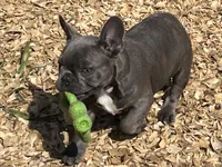 Blue, a female French Bulldog for sale in Smyrna, SC – 3 of 7