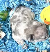 Confetti, a male French Bulldog for sale in Smyrna, SC – Photo 2 of 10