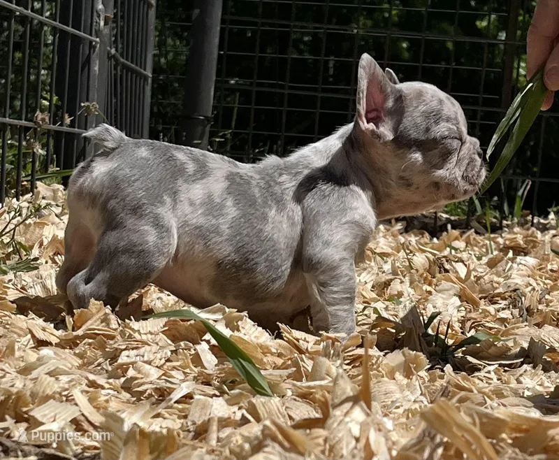 Confetti – French Bulldog puppy for sale in Smyrna, SC