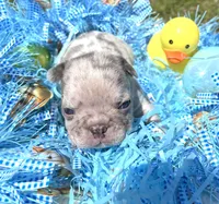 Confetti, a male French Bulldog for sale in Smyrna, SC – Photo 4 of 10