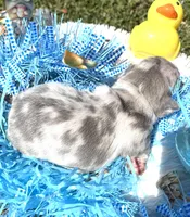 Confetti, a male French Bulldog for sale in Smyrna, SC – Photo 7 of 10