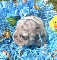 Confetti, a male French Bulldog for sale in Smyrna, SC – Photo 3 of 10