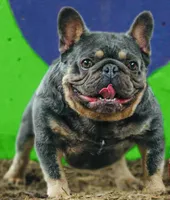 Confetti, a male French Bulldog for sale in Smyrna, SC – Photo 6 of 10