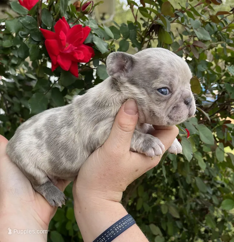 Confetti – French Bulldog puppy for sale in Smyrna, SC